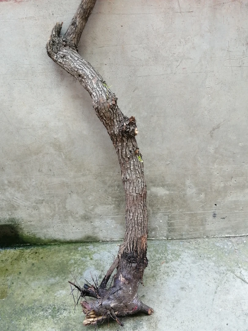 红叶黄枦老桩盆景黄栌红叶黄栌盆景下山树桩绿植树桩盆景