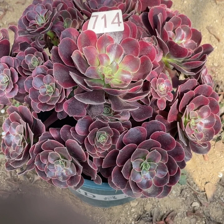 无花朵714对肉植物美杜莎