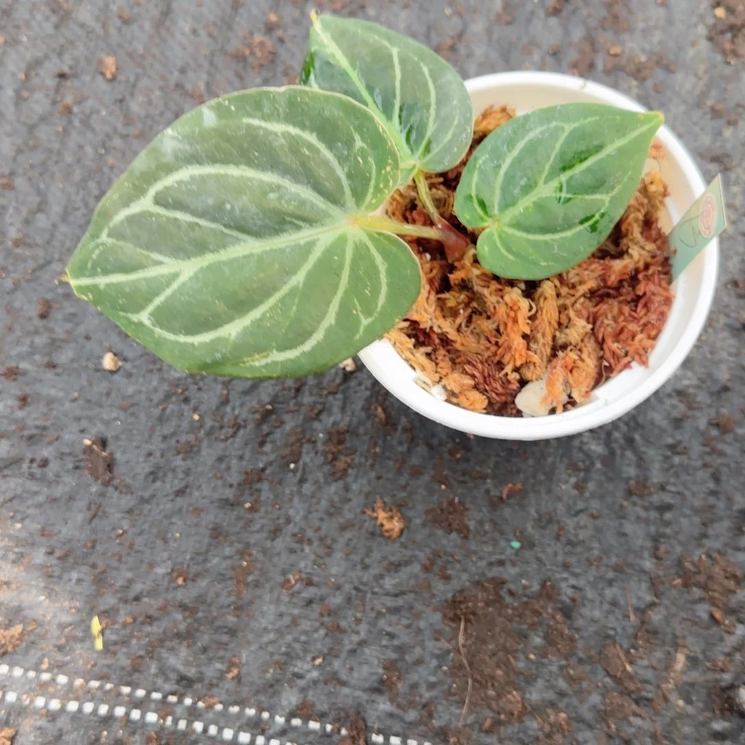 完全开放hu家粗脉kos