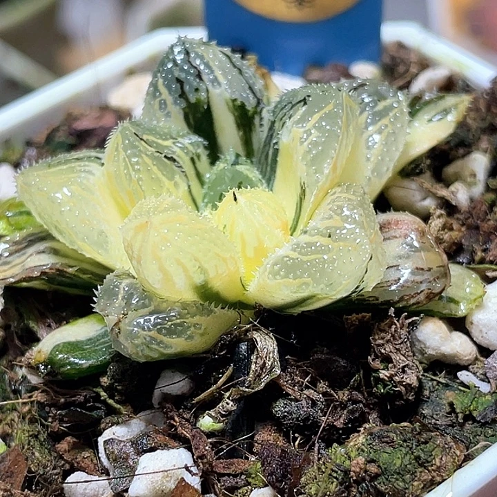 564荷塘月色锦特选福利