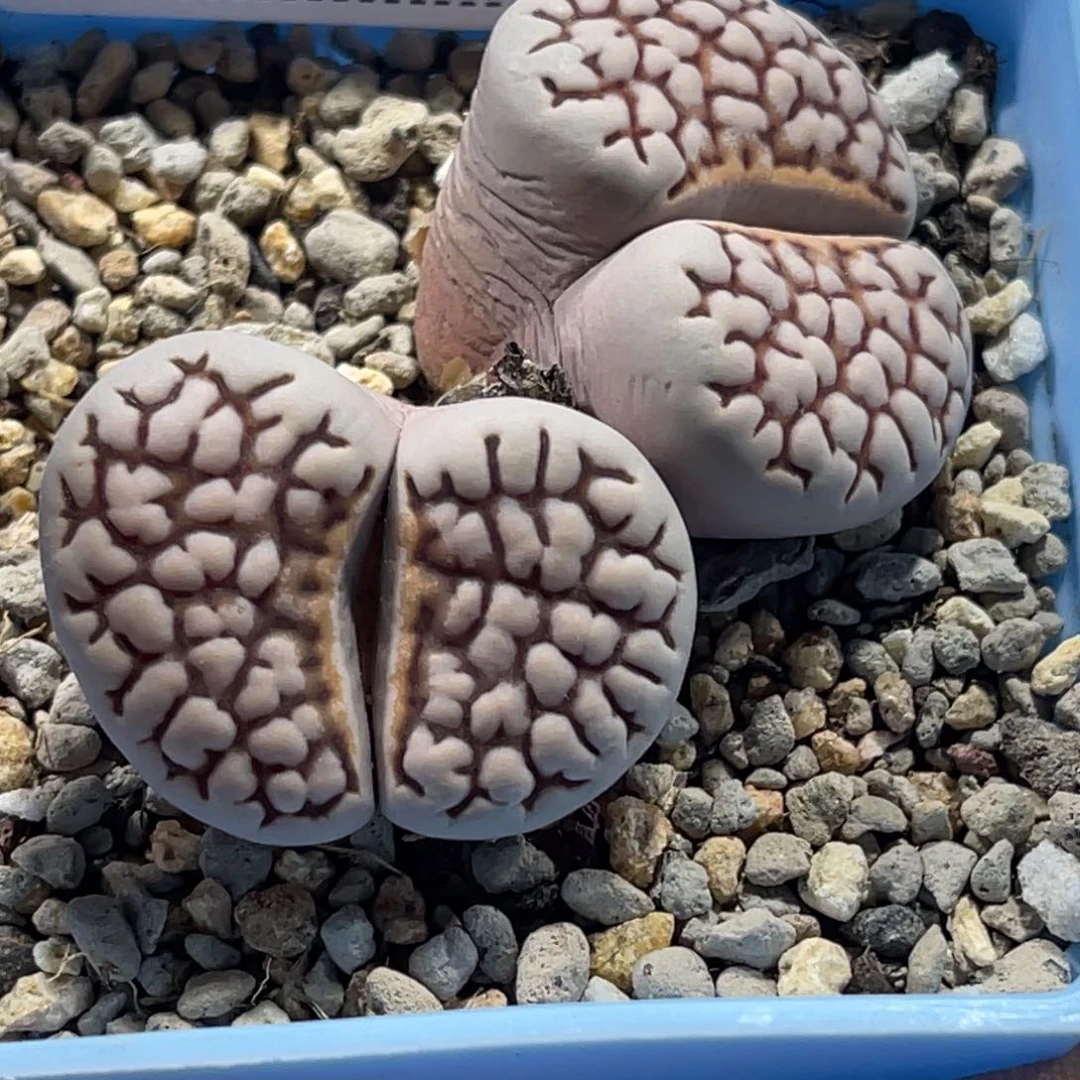 4231双头网纹寿丽1