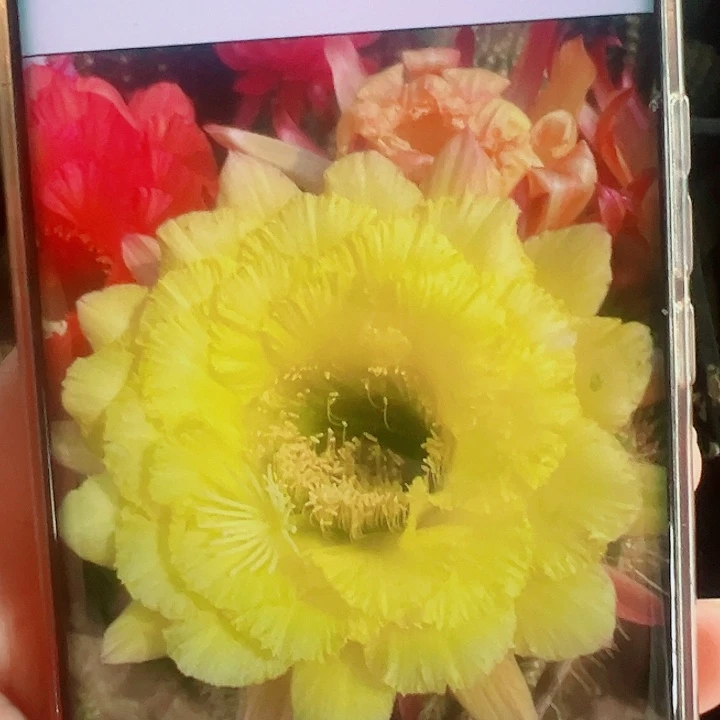 毛花柱清清公主侧芽拍一发二
