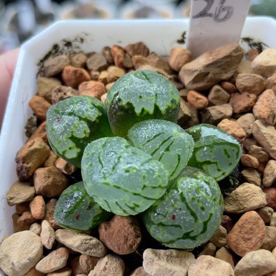 26月光宝盒。