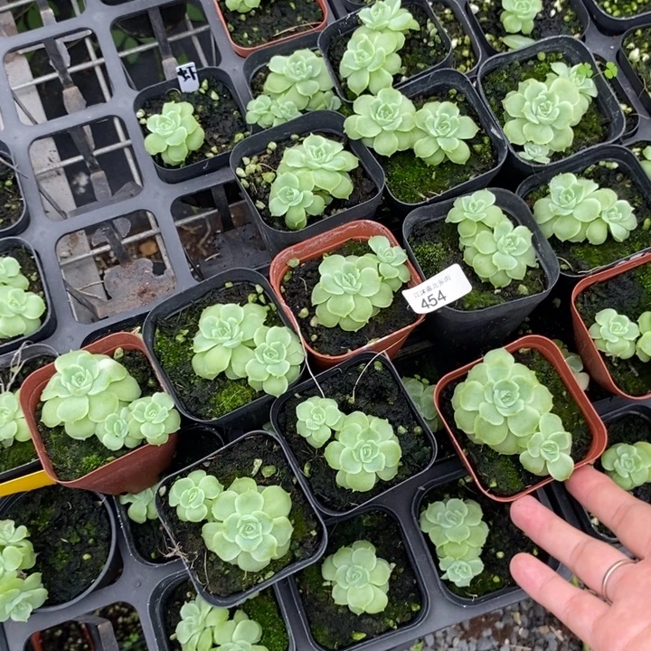 标454虾饺一个量拍