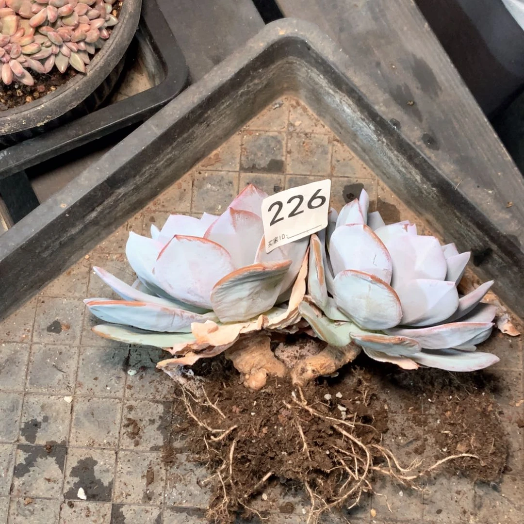简***活# 226不拍冷链不售后