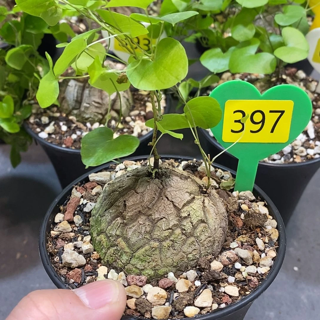 南非龟甲龙龟甲龙