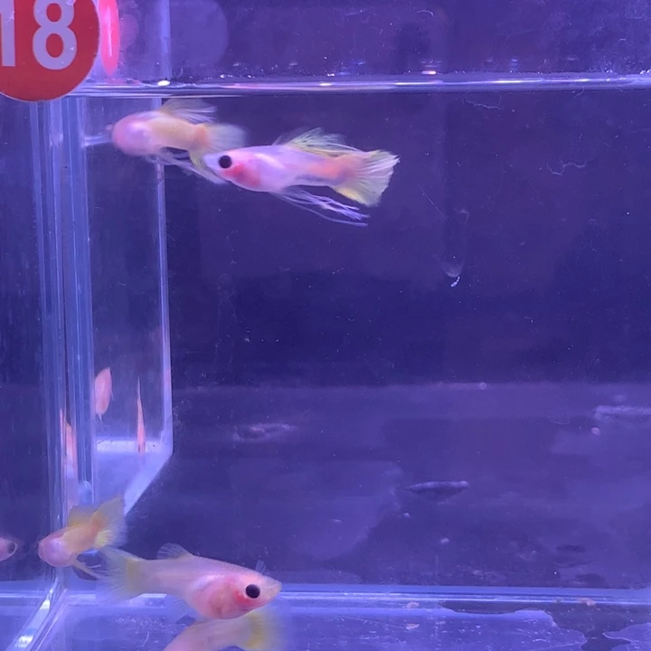 孔雀鱼黄金玻璃猫6条