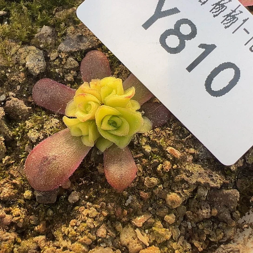 含***颠杨810 彩虹之翼侧芽预留