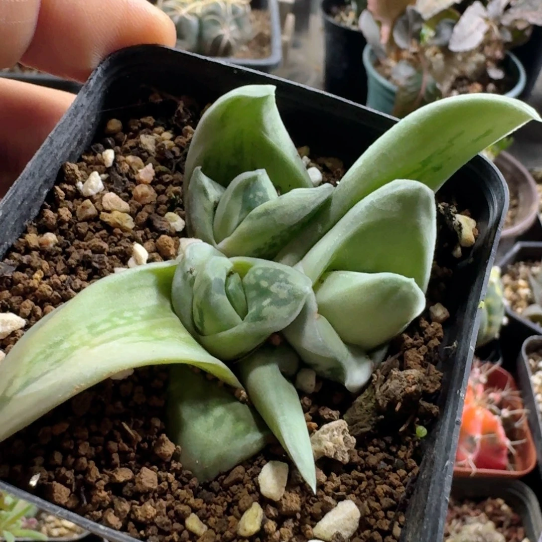 苍***陈699绿冰带盆发货自根
