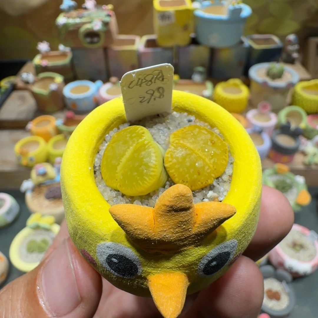 蘑菇1286日轮多肉植物