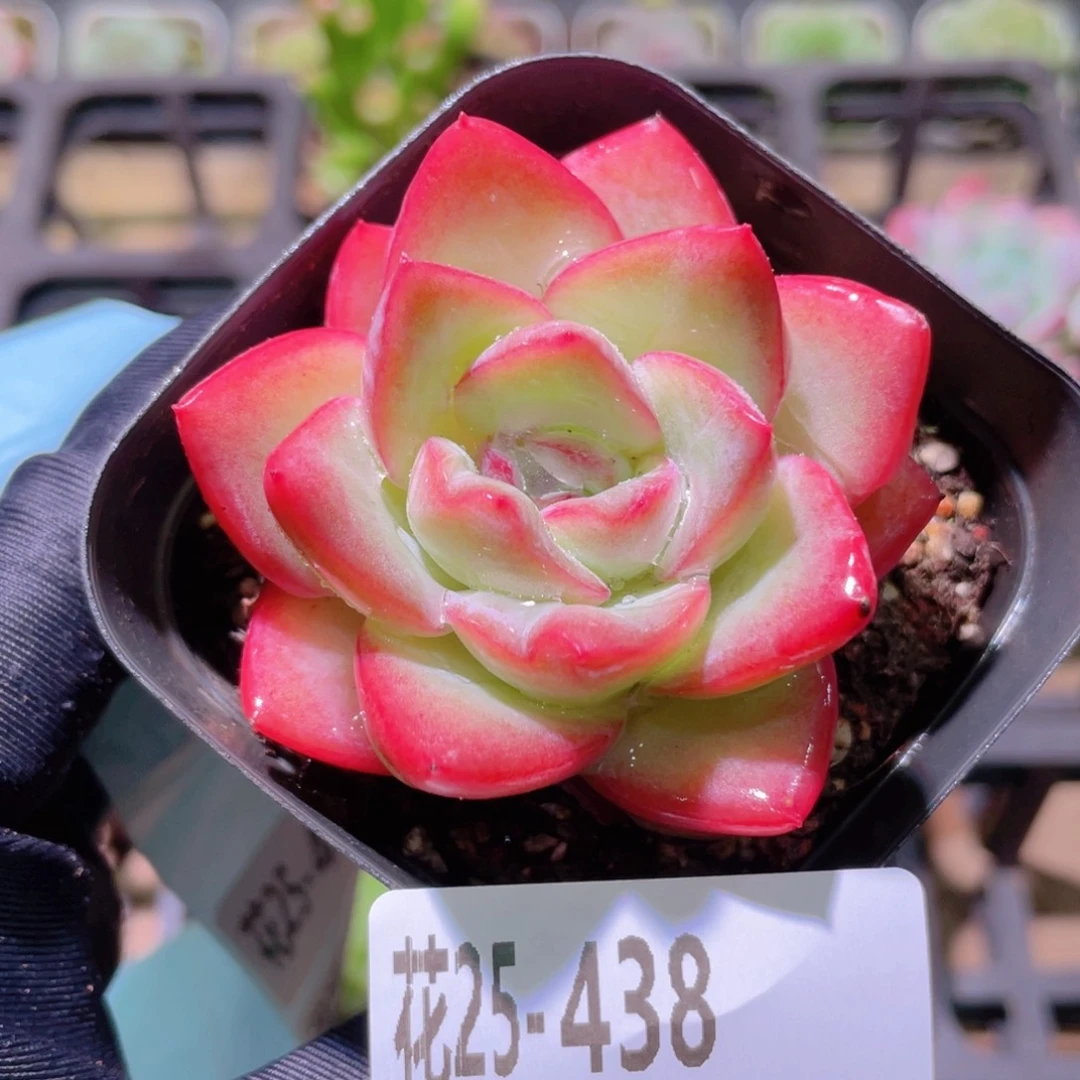花利美25-438草莓泡芙