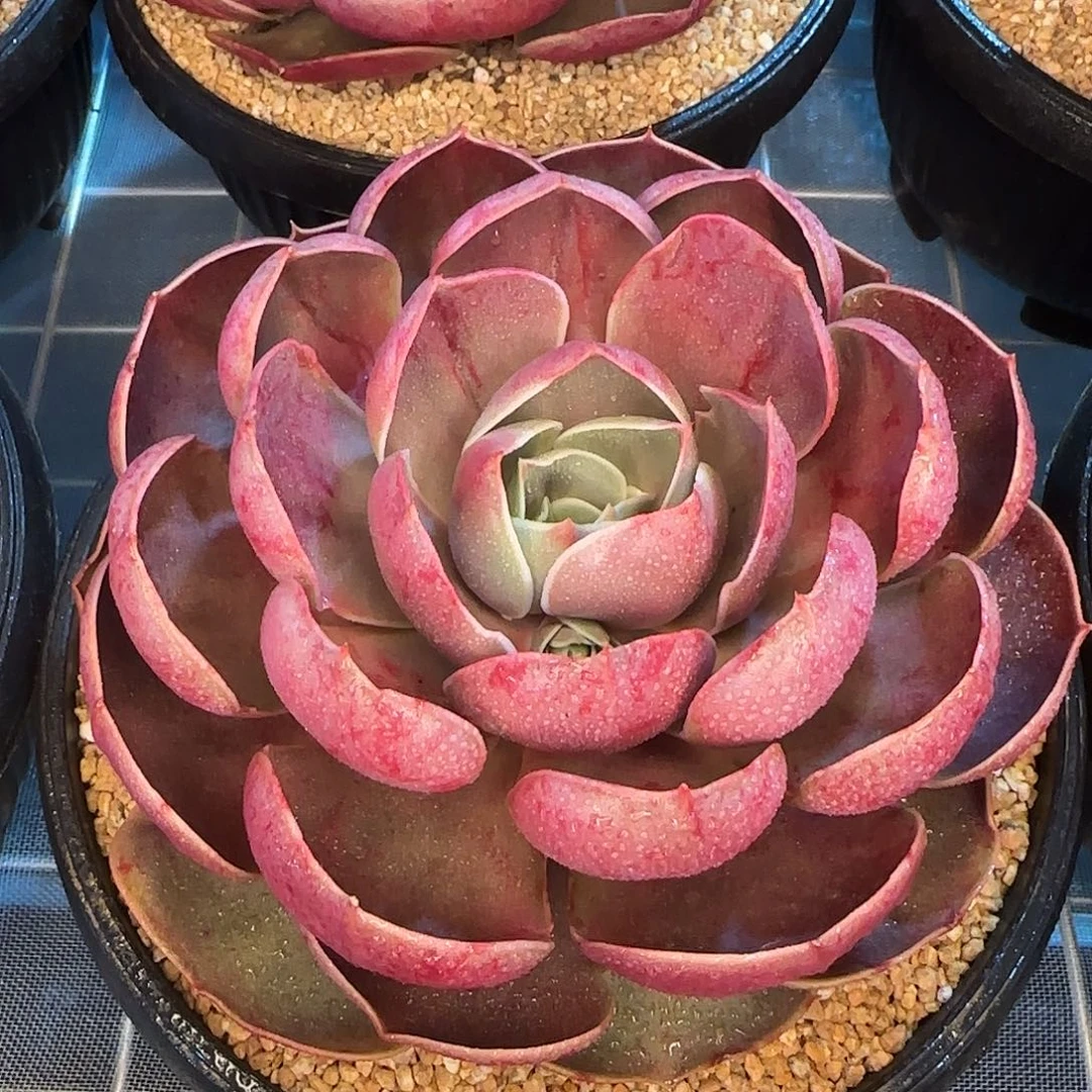 从前慢花园精选哥特玫瑰