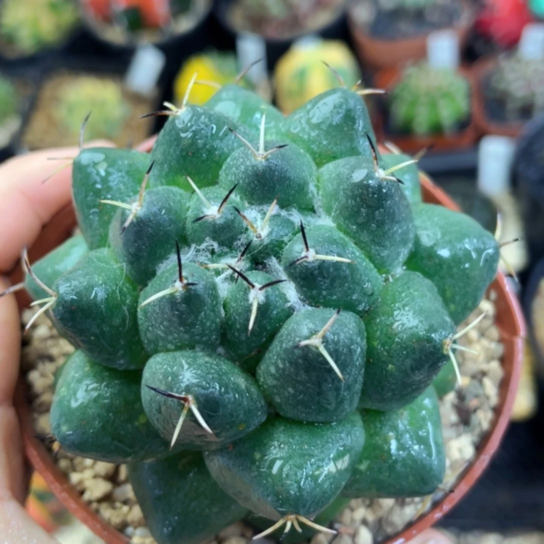 盆5公分满25包邮裸根发货