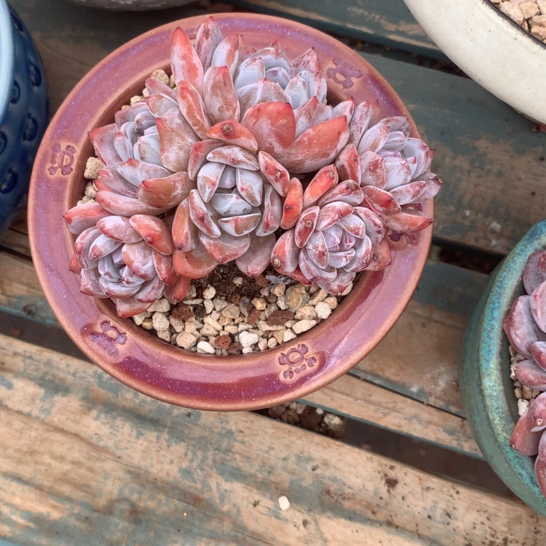 无花朵无砍哈哈哈哈哈哈哈7