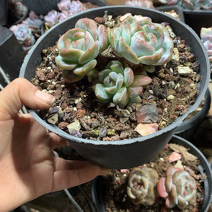 无砍5头带3崽哈哈哈哈哈哈哈