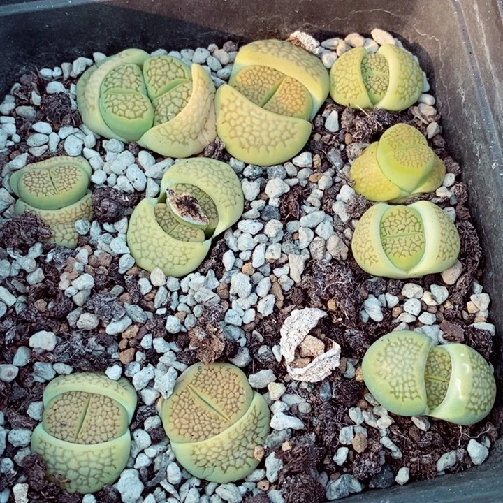 我我的小哥哥小姐姐们720