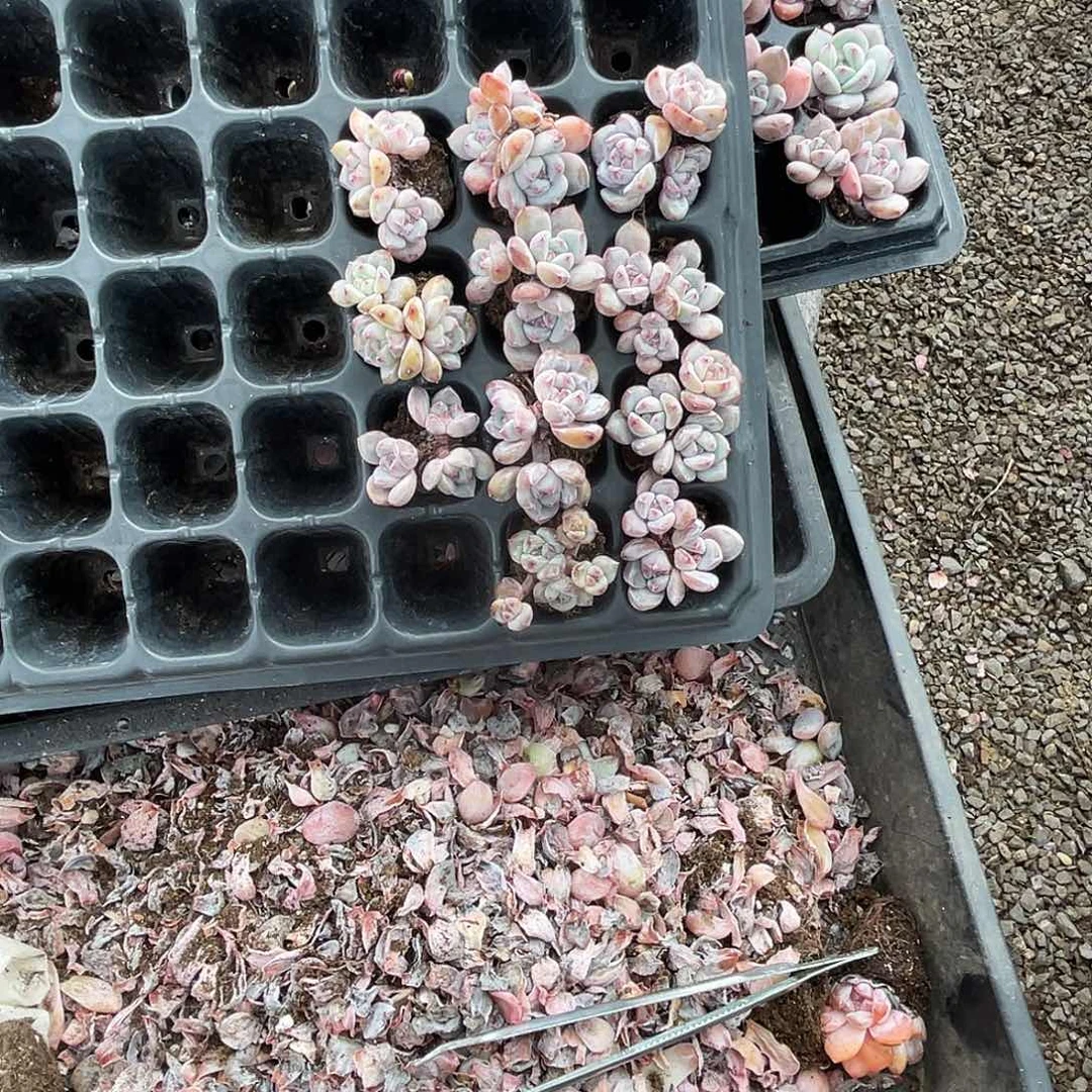 星影穴盘苗21棵多肉植物