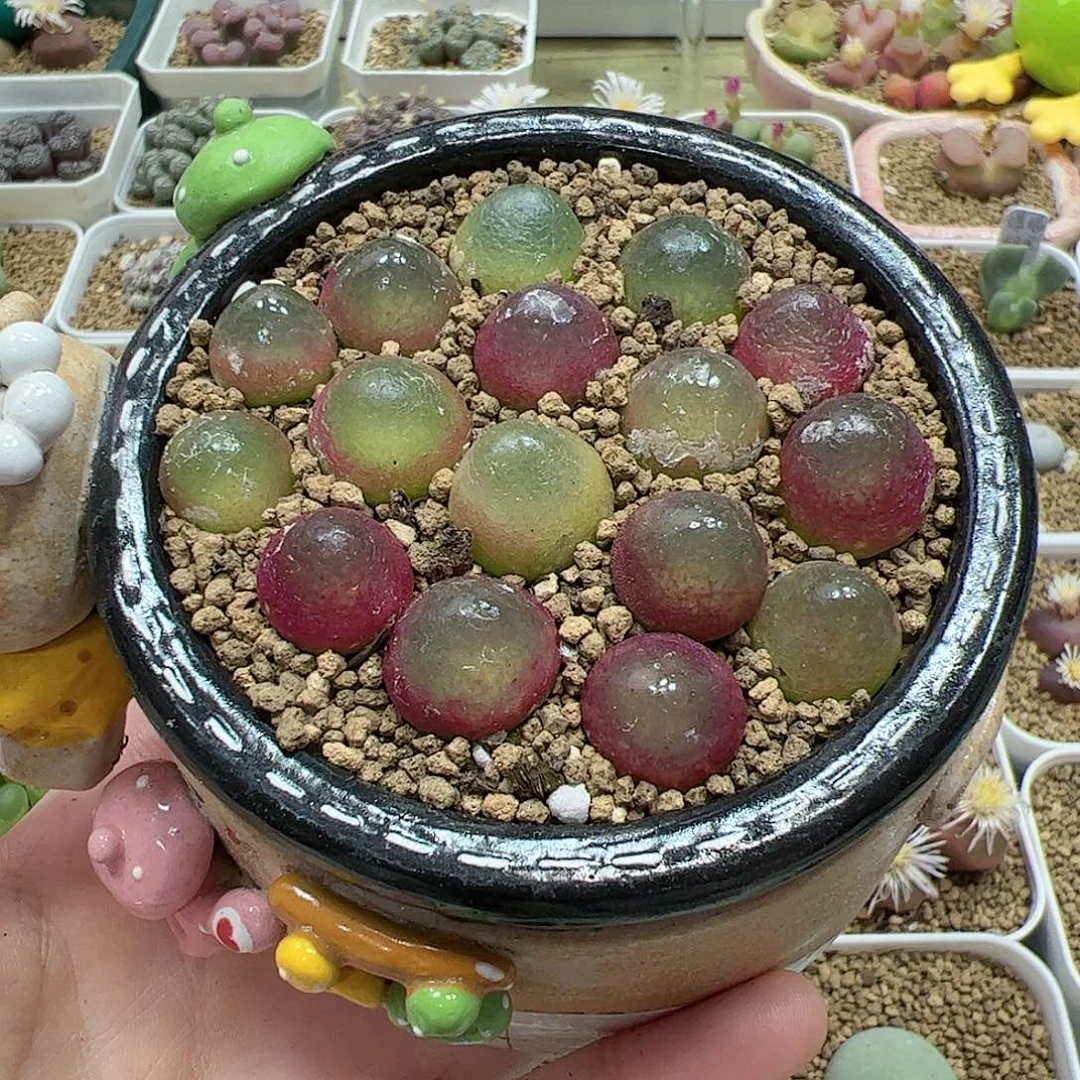 【闪购商品】灯泡脱土10颗，1cm随机（发货有老皮