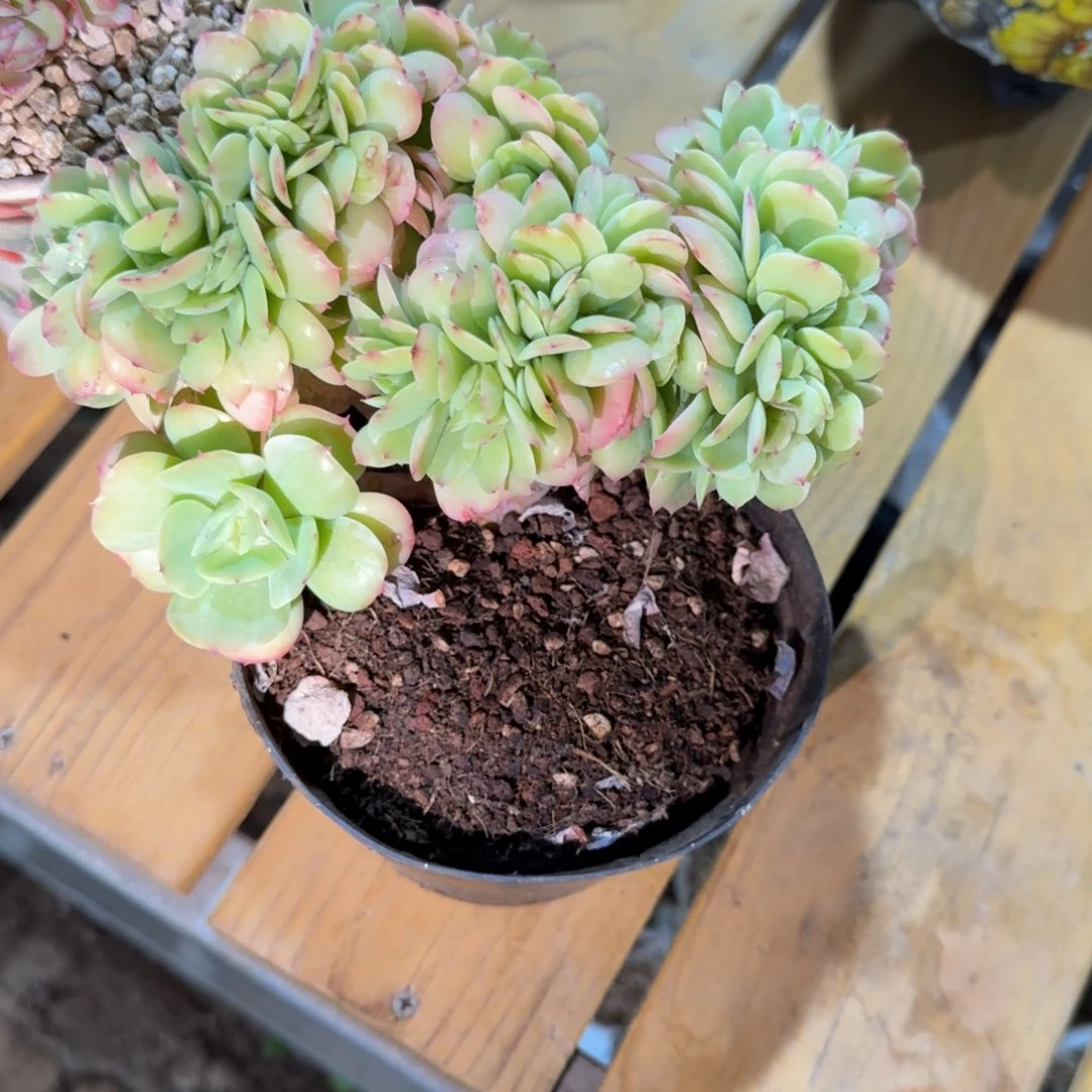 发货碧桃多肉植物链接