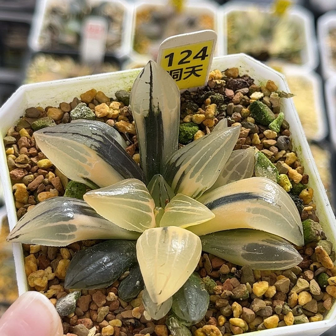 124西瓜寿锦福利福利