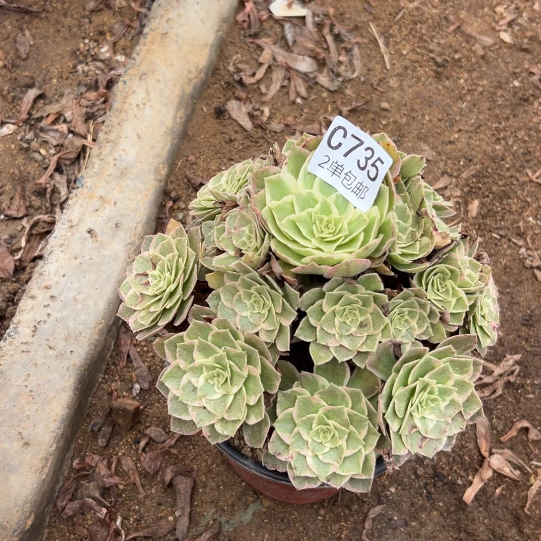 735多肉  水蜜桃 不包断头