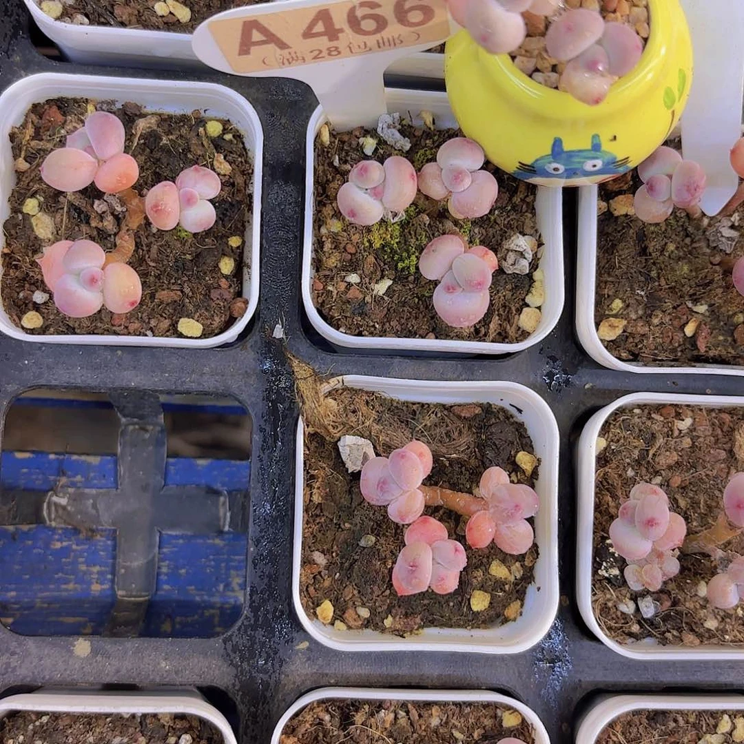 ****弹A466萤火虫一物一拍