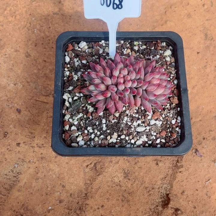 一***ㅤ00000000000000068车厘子