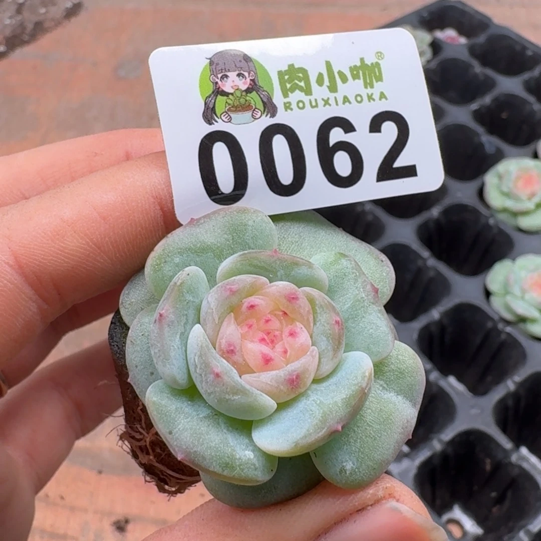 多肉植物多肉植物
