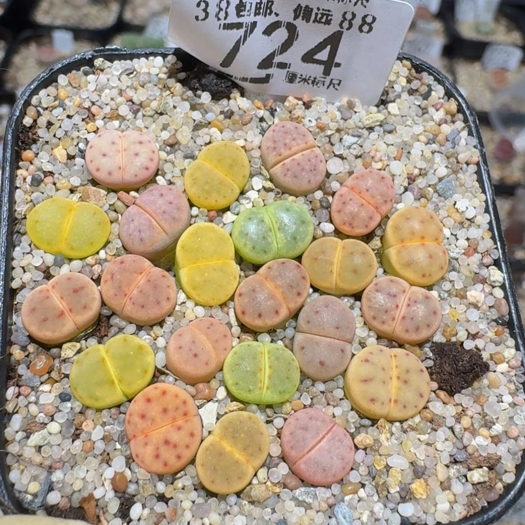 zzzz精品生石花724