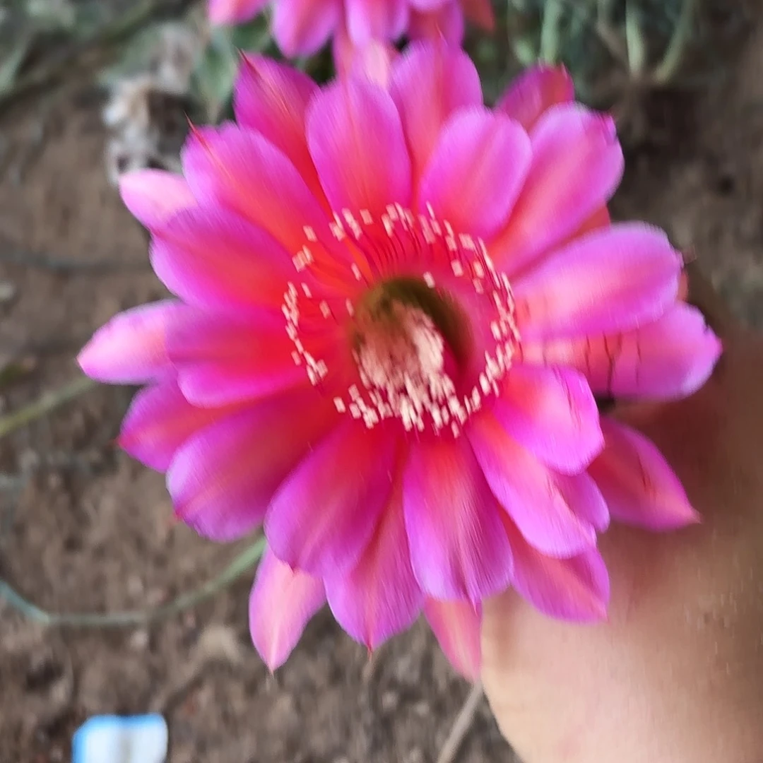 219 有根瑕疵摘花脱土20保邮