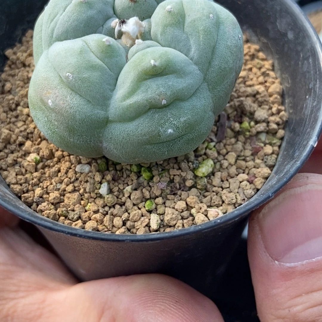 龟****?无刺仙人球开花了，