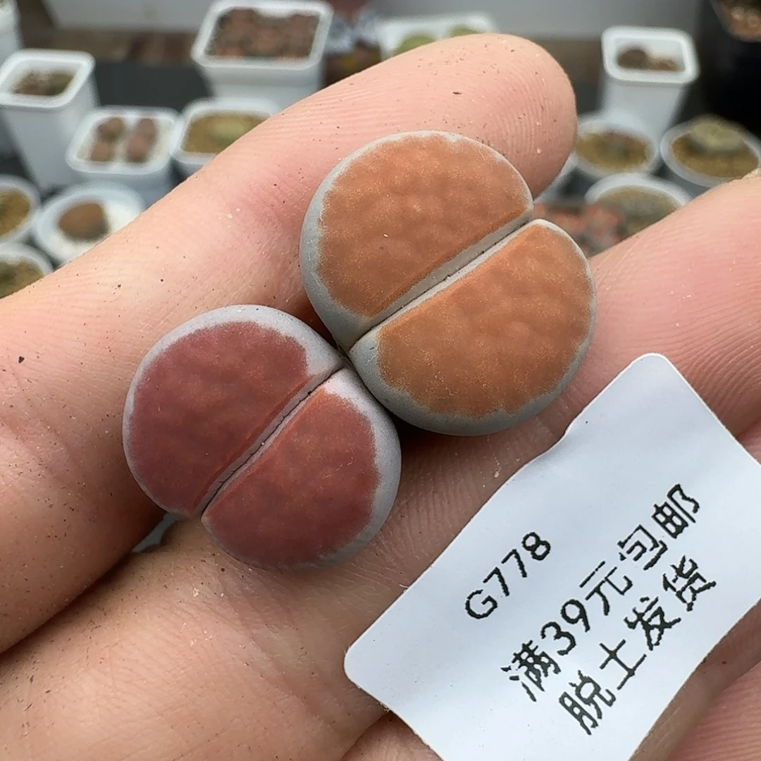 778多肉哈哈哈不好吧