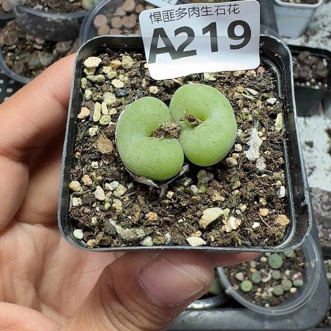 219多肉植物多肉植物