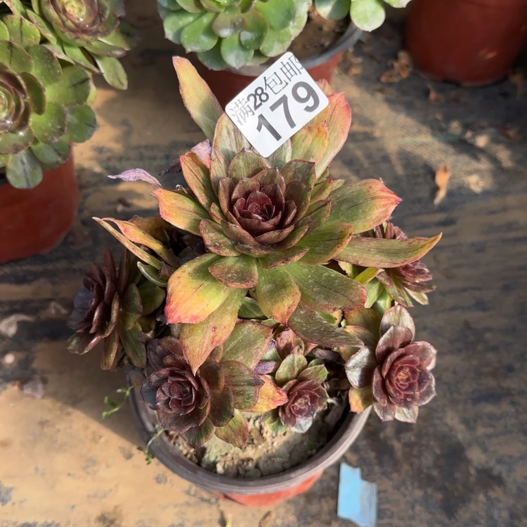 红叶多肉179满28包邮断枝不包