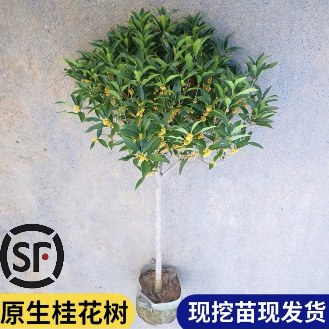 顺丰速运浓香花卉庭院盆栽地栽金桂丹桂原生桂花苗植物四季桂常青