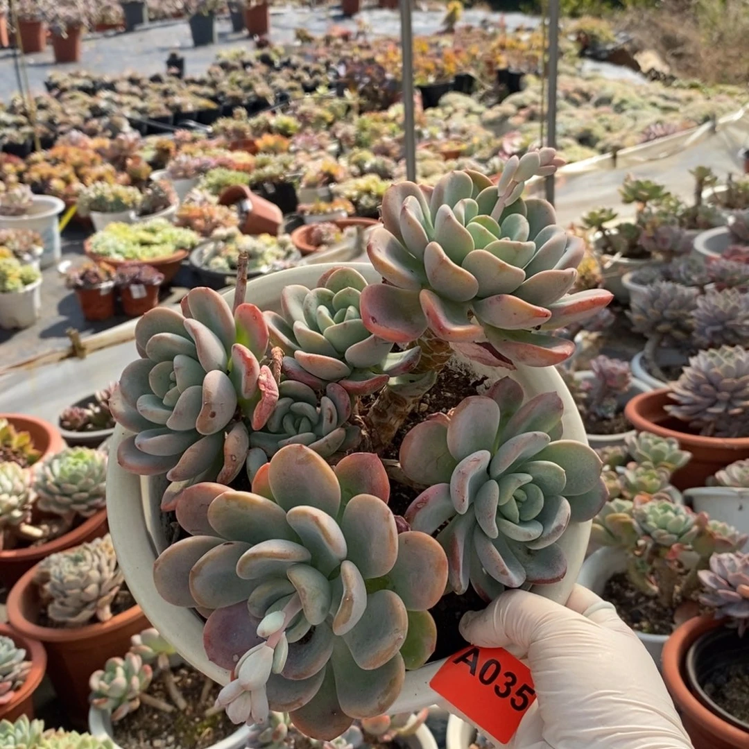 035香橙老桩一物一拍