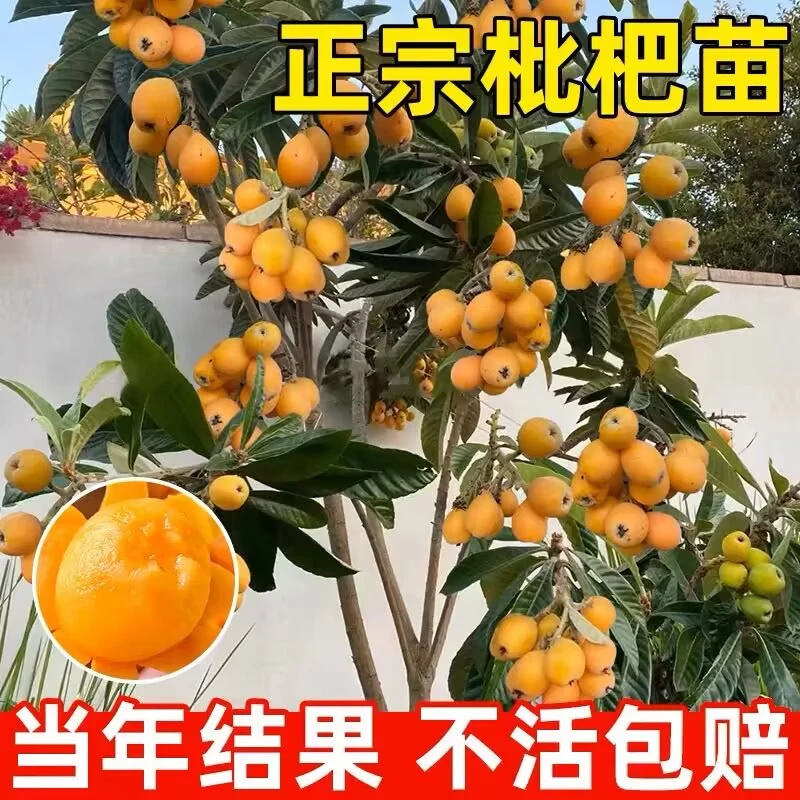 嫁接砂糖枇杷树苗无核南北方种植抗旱耐寒新品种大五星枇杷苗无籽
