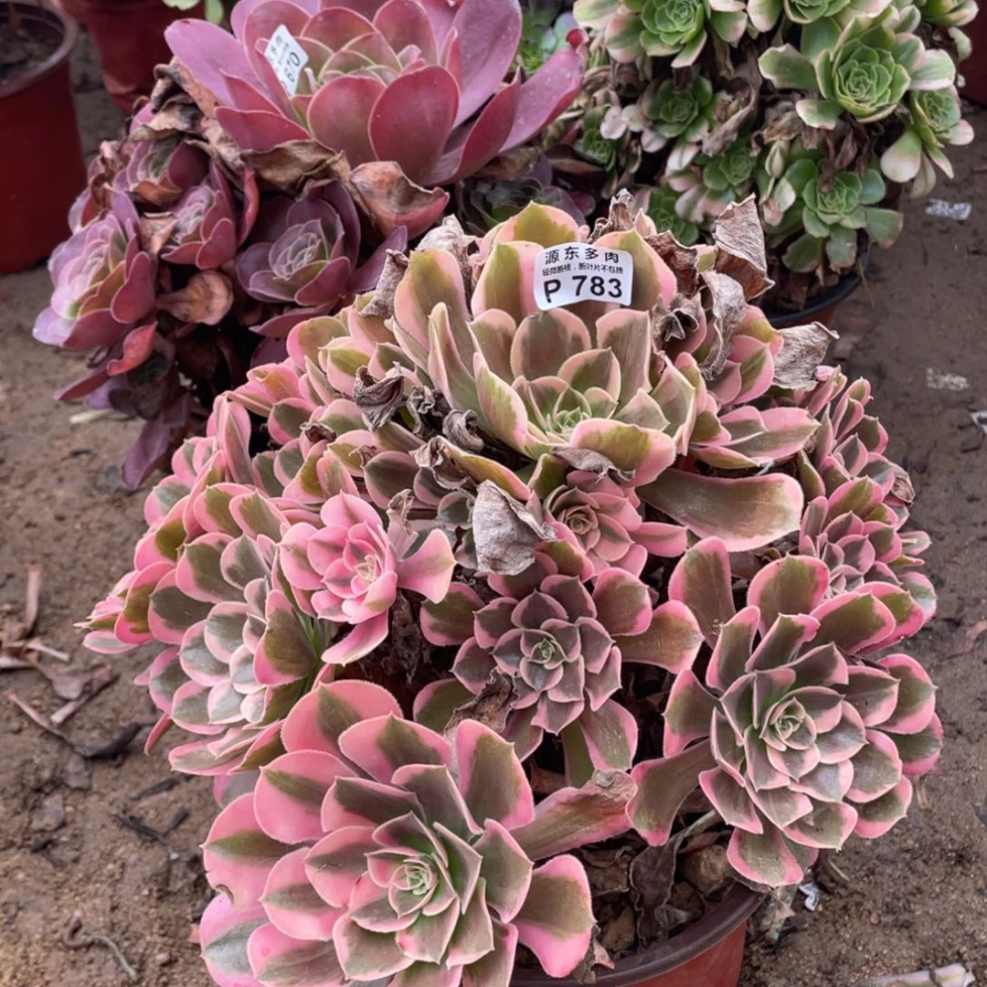 783皇后多肉法师断枝不包