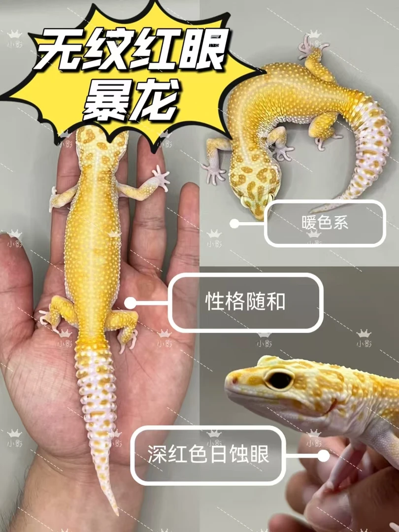 新手入门好养活的温顺可爱豹纹守宫活体爬宠桌面宠物