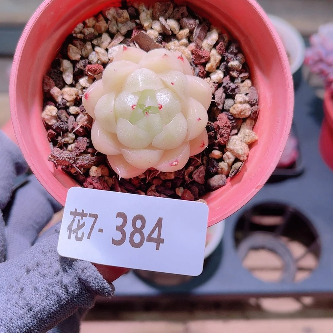 花07-384麦秆单头