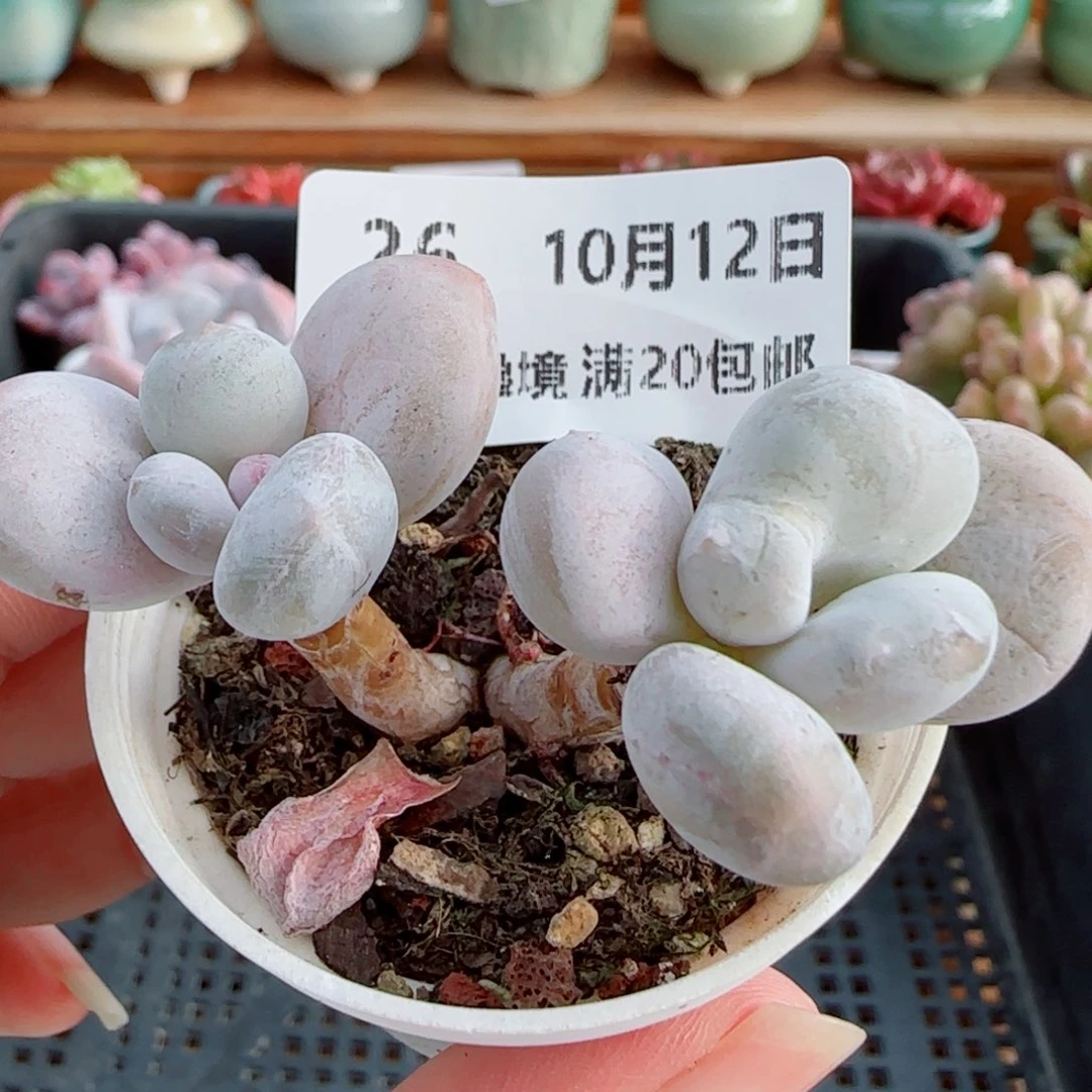 花语逸镜1012-26奶酪