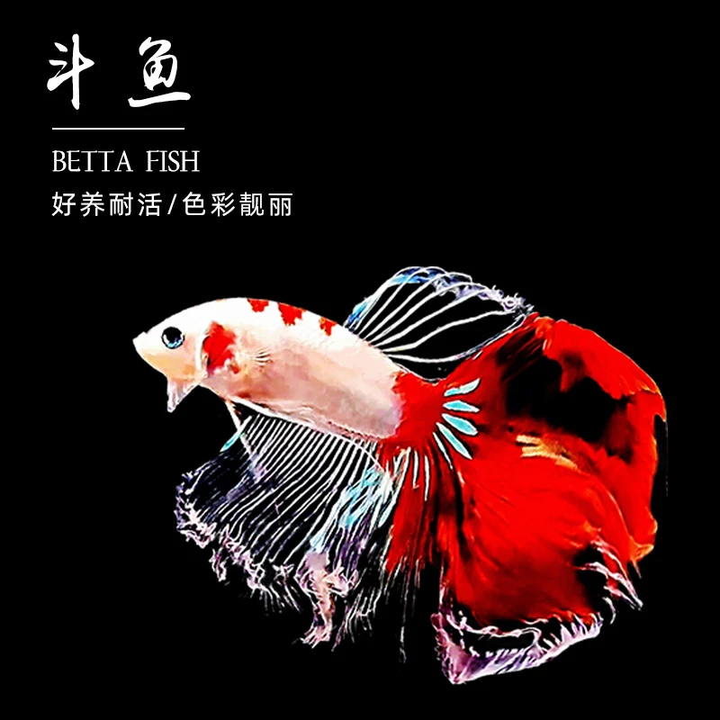 67-122号泰国斗鱼婚纱半月狮王将军绣球观赏鱼