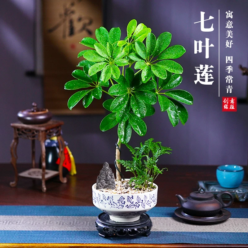 七叶莲鸭脚木造型款净化空气八方来财绿植花卉盆栽室内客厅植物
