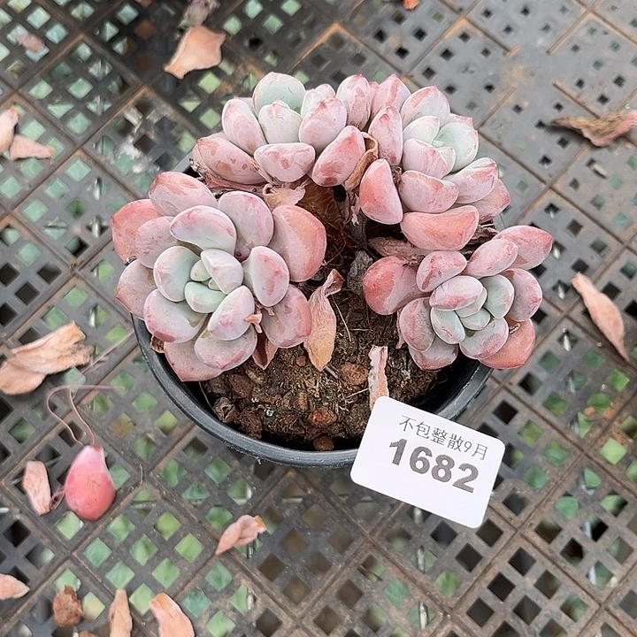 阿雅园艺。        1682白鹭