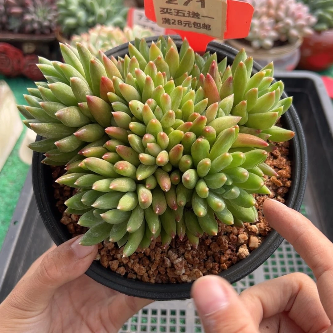 表妹精品多肉植物271.