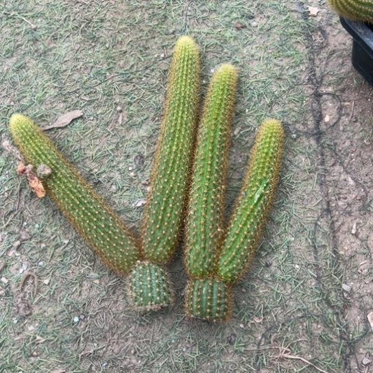 余***好无根侧芽金妞双色2颗4头包邮