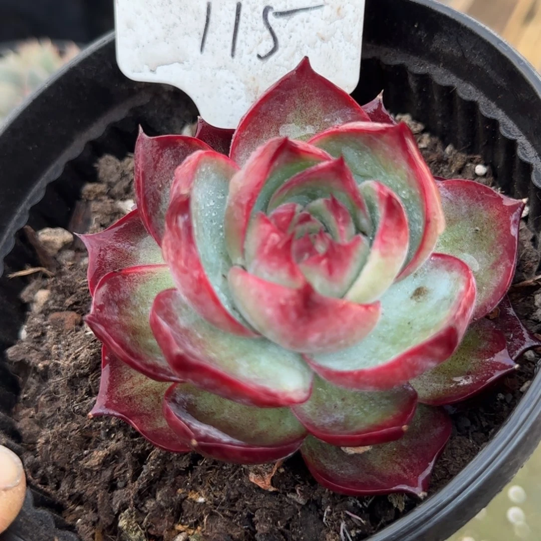 黑红惊鸿一物一拍包装收缩花旱115