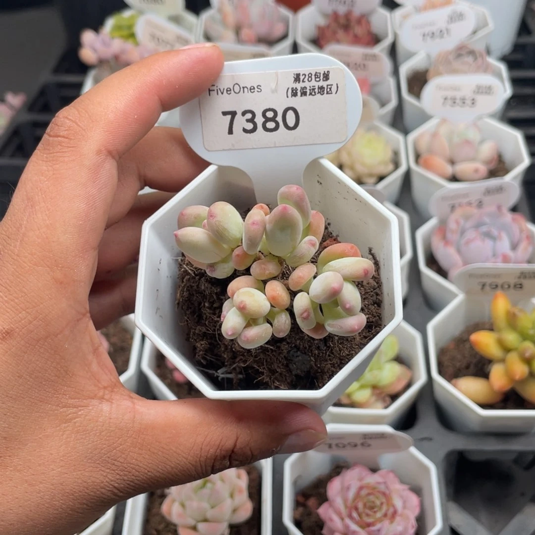 7380苹果奶5.0厘米
