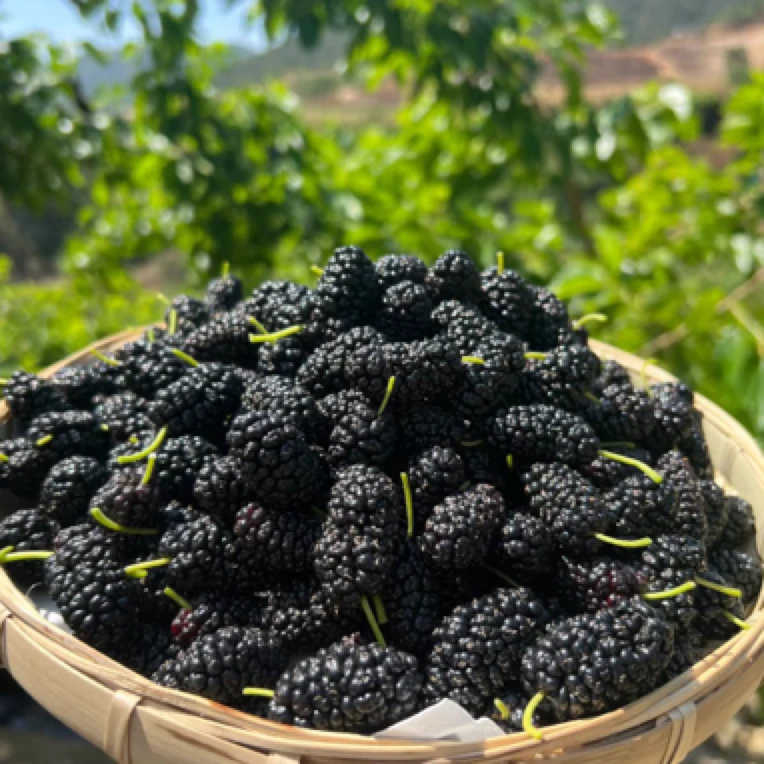 四川应季桑葚  入口爆浆  浆果清甜（净重1.8斤）（出果水属于正常介意勿拍)