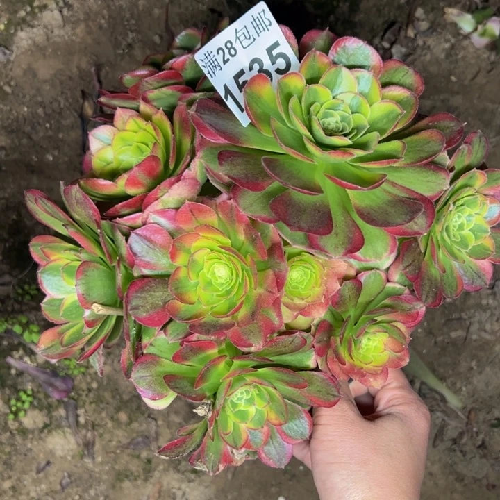 1535奶白多肉植物